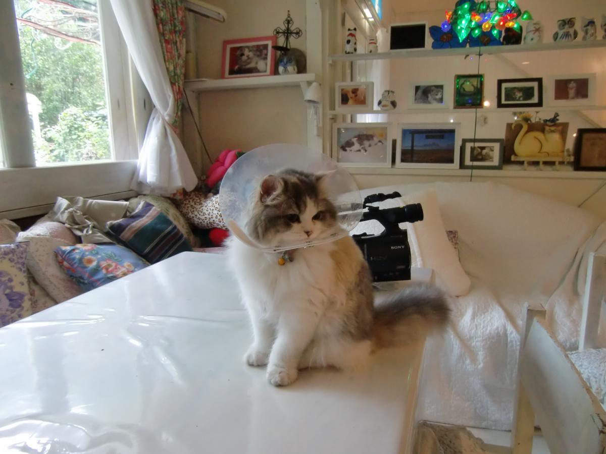 富士山猫と犬の宿ペンションブルーポピー 富士河口湖町 エクステリア 写真