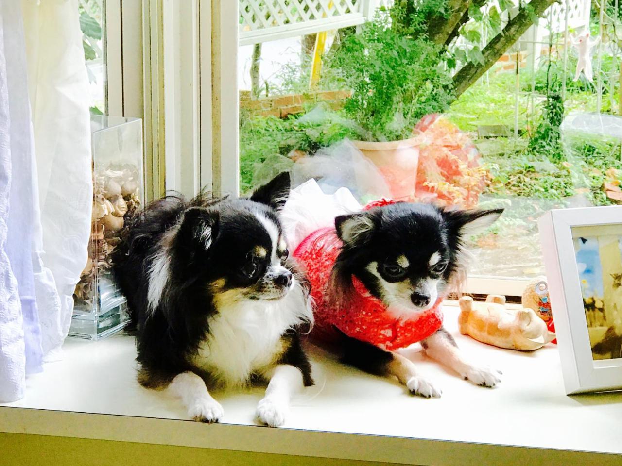 富士山猫と犬の宿ペンションブルーポピー 富士河口湖町 エクステリア 写真